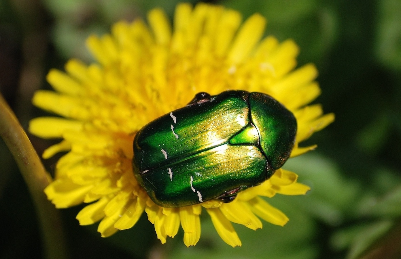 Cetonia aurata pisana